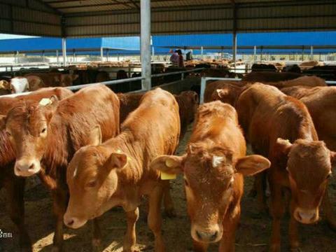 小牛犢市場價(jià)格及家畜飼養(yǎng)要點(diǎn)