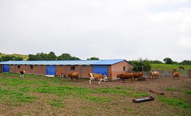 禁牧區(qū)牧民贊國策，生態(tài)與生計(jì)雙贏的新篇章