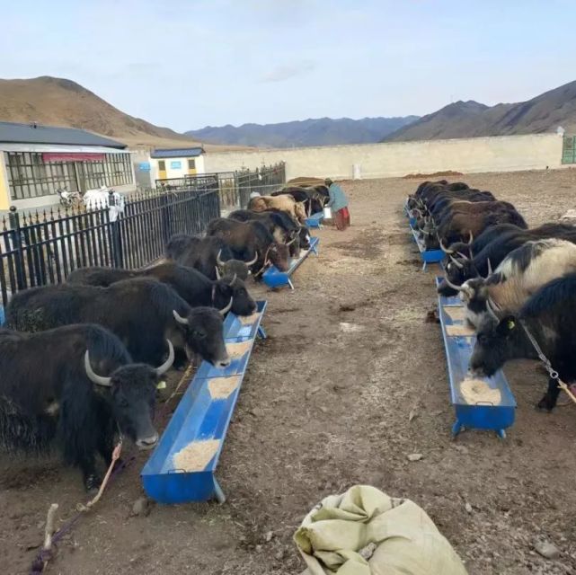 甘南 牦牛產(chǎn)業(yè)高質量發(fā)展，唱響鄉(xiāng)村振興“牧歌”