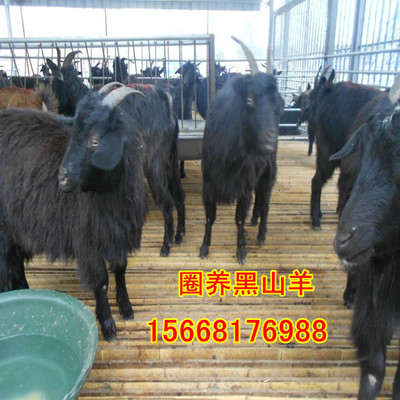 小尾寒羊的飼養(yǎng)指南