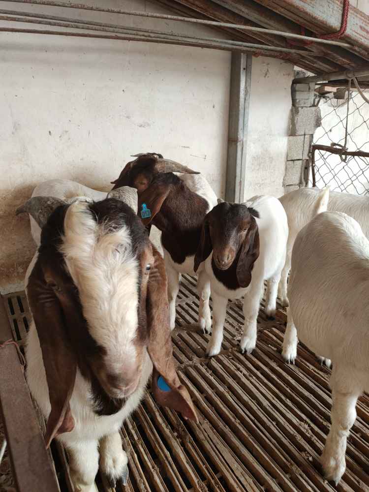 波爾山羊懷孕母羊飼養(yǎng)管理及新手養(yǎng)羊注意事項