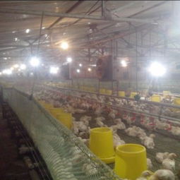 寧津振華溫控設備廠 供應耐用的養(yǎng)殖水暖鍋爐，助力家畜飼養(yǎng)高效發(fā)展