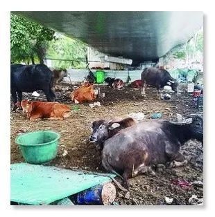 公路新功能？探索路面與圍欄外的畜牧可能